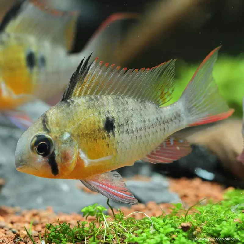 Cichlidé Nain De Bolivie - Microgeophagus Altispinosa