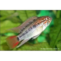 Cichlide Nain De Villavicencio - Apistogramma Macmasteri