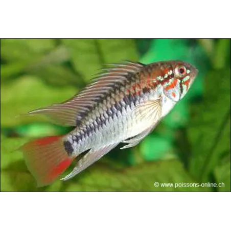 Villavicencio Zwergbuntbarsch - Apistogramma Macmasteri