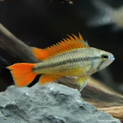 Oranger Kakaduzwergbuntbarsch - Apistogramma Cacatuoides Orange