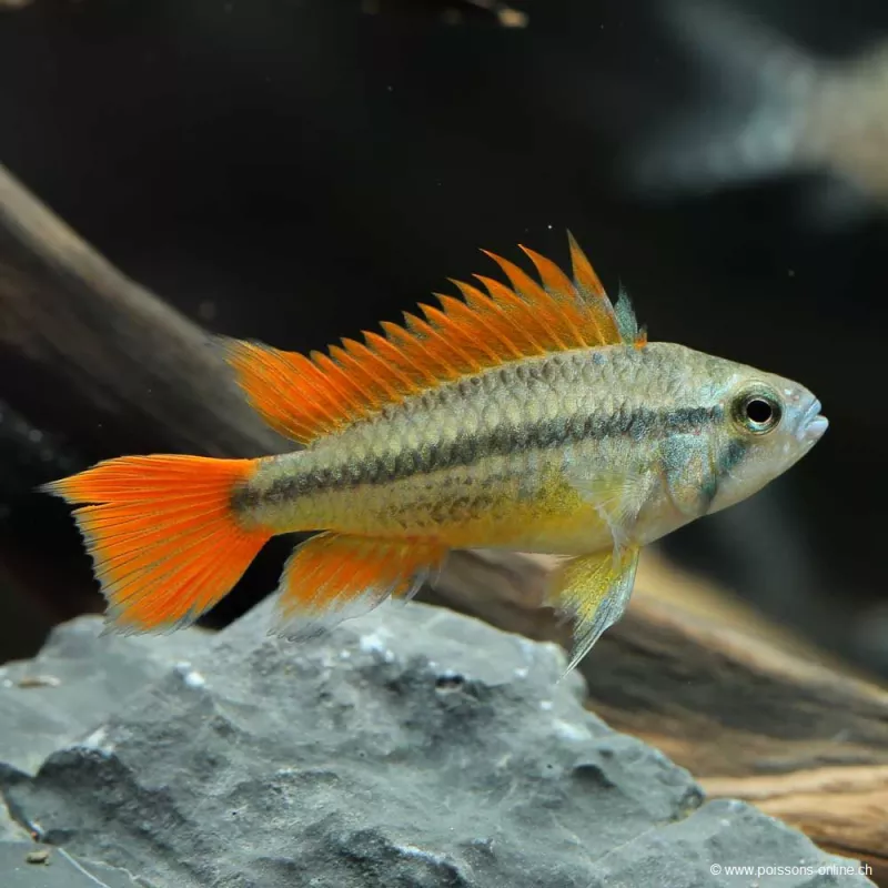 Cichlidé Nain Perroquet Orange - Apistogramma Cacatuoides Orange