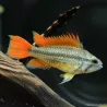 Oranger Kakaduzwergbuntbarsch - Apistogramma Cacatuoides Orange