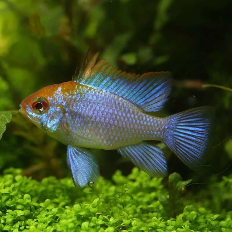 Blauer Schmetterlingsbuntbarsch - Papiliochromis Ramirezi Electric Blue