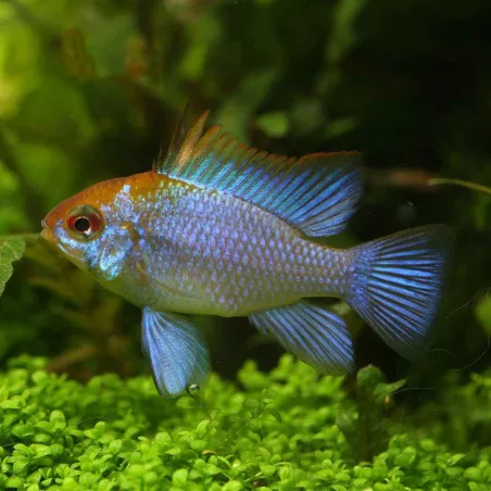 Cichlidé Papillon Bleu Éléctric - Papiliochromis Ramirezi Electric Blue