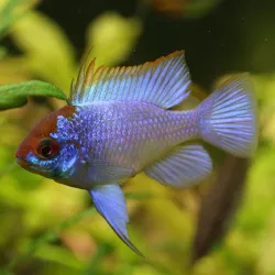 Cichlidé Papillon Bleu Éléctric - Papiliochromis Ramirezi Electric Blue