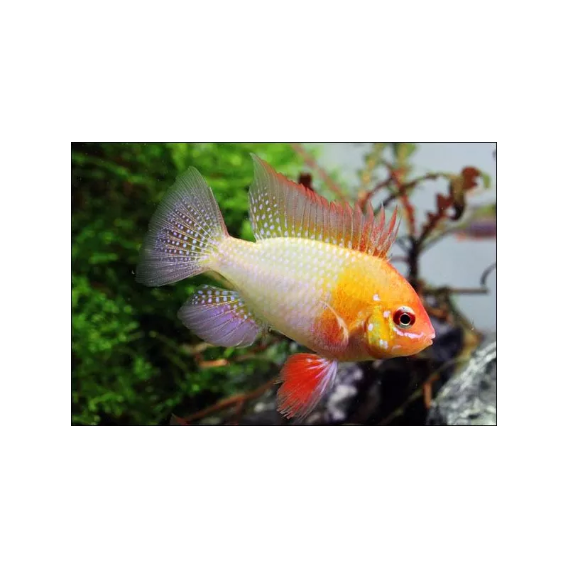 Farfalla Gialla Cichlid - Papiliochromis Ramirezi Gold