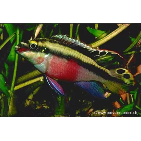 Cichlidé Pourpre - Pelvicachromis Pulcher