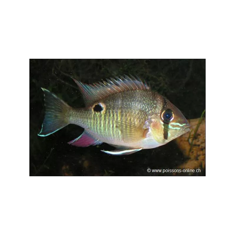 Cichlidé Vert Rayé - Biotodoma Cupido