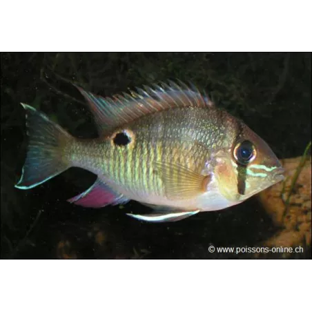Cichlidé Vert Rayé - Biotodoma Cupido