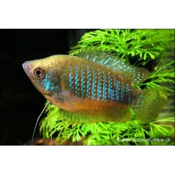 Zwergfadenfisch Weibchen - Colisa Lalia