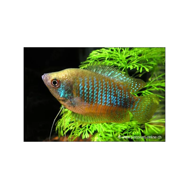 Zwergfadenfisch Weibchen - Colisa Lalia