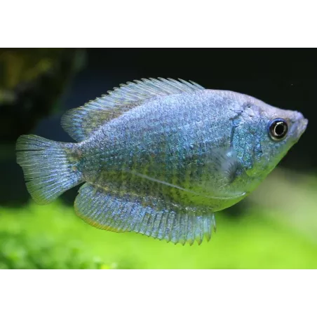 Colisa Lalia Femelle Bleu Cobalt - Colisa Lalia