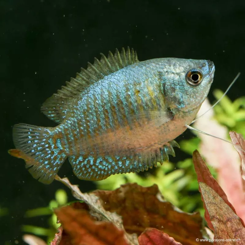 Colisa Lalia Femelle Rainbow - Colisa Lalia