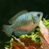 Colisa Lalia Femelle Rainbow - Colisa Lalia