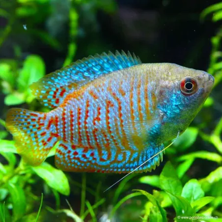 Zwergfadenfisch Mann - Colisa Lalia