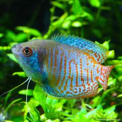 Zwergfadenfisch Mann - Colisa Lalia