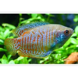 Zwergfadenfisch Mann - Colisa Lalia