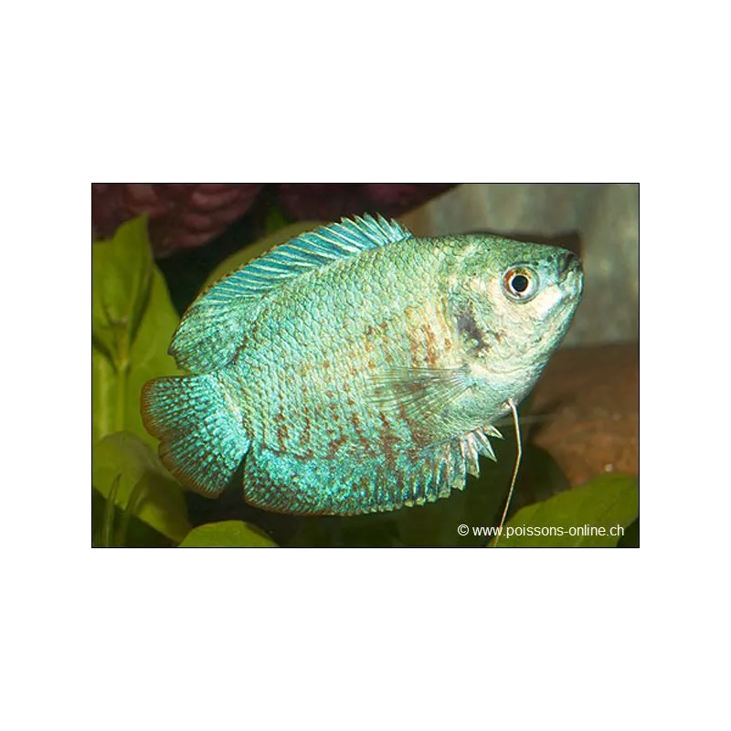 Zwergfadenfisch Mann "Blue Neon" - Colisa Lalia