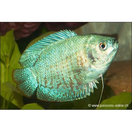 Zwergfadenfisch Mann "Blue Neon" - Colisa Lalia