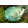 Zwergfadenfisch Mann "Blue Neon" - Colisa Lalia