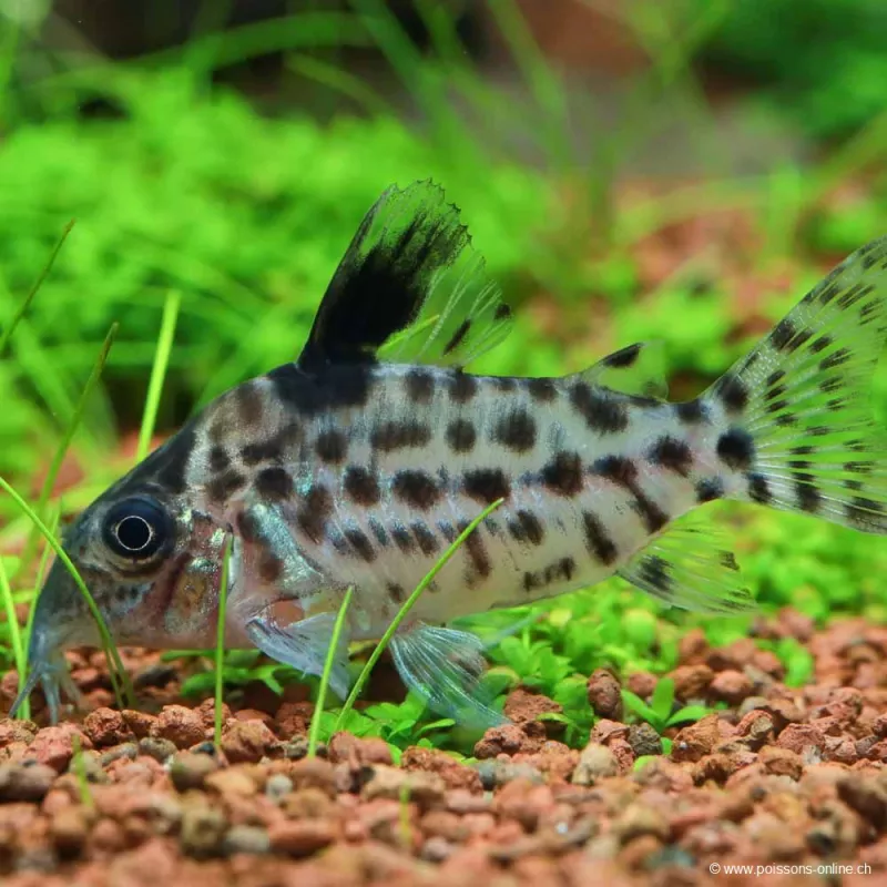 Corydoras À Rayes Argentées - Corydoras Agassizi