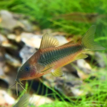 Corydoras Aux Nageoires Jaunes - Corydoras Melanotaenias