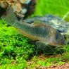 Corydoras Aux Nageoires Jaunes - Corydoras Melanotaenias