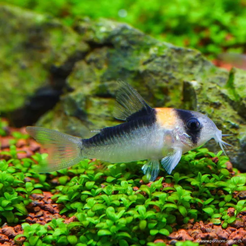 Orangerfleckpanzerwels - Corydoras Adolfoi
