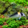 Corydoras D'Adolfoi - Corydoras Adolfoi
