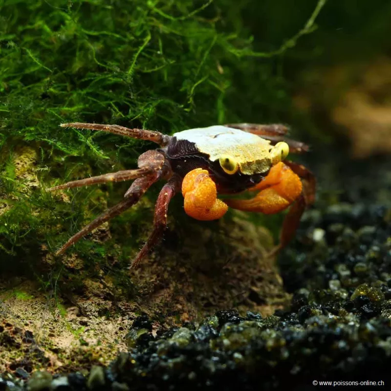 Crabe Golden Mandarin - Geosesarma Sp.