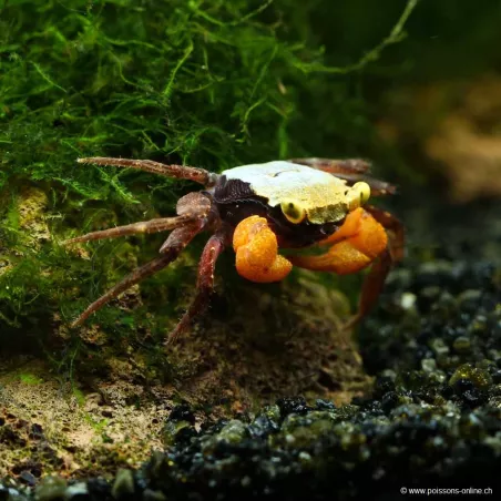 Crabe Golden Mandarin - Geosesarma Sp.