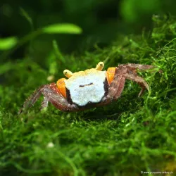 Crabe Golden Mandarin - Geosesarma Sp.