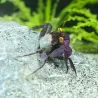 Crabe Vampire Violet - Geosesarma Bogorensis