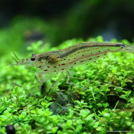 Amanogarnele - Caridina Japonica
