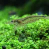 Amanogarnele - Caridina Japonica