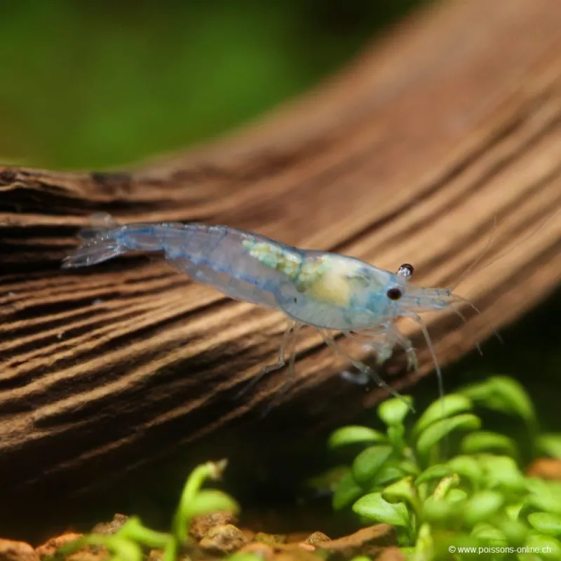 Crevette Blue Velvet - Neocaridina Davidi