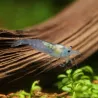 Crevette Blue Velvet - Neocaridina Davidi