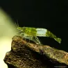 Green Rili Shrimp - Neocaridina Davidi