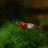 Rili Red Garnele - Neocaridina Davidi