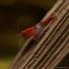 Rili Red Garnele - Neocaridina Davidi