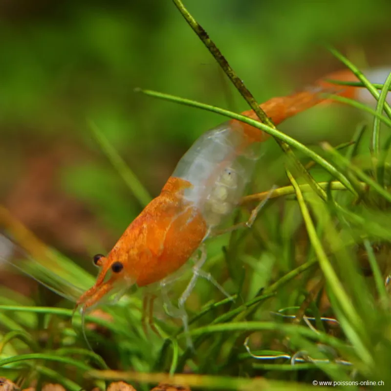 Rili Sakura Orange Garnele - Neocaridina Davidi