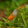 Rili Sakura Orange Garnele - Neocaridina Davidi