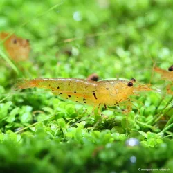 Tangerine Tiger Garnelen - Caridina Cantonensis