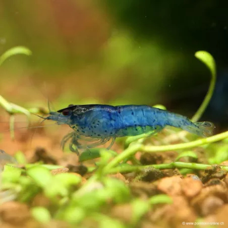 Ultra Blue Garnele - Neocaridina Davidii