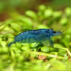 Ultra Blue Garnele - Neocaridina Davidii