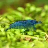 Crevette Ultra Bleu - Neocaridina Davidii