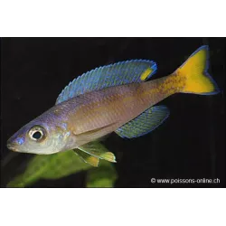 Cipridromis Leptosoma - Cyprichromis Leptosoma