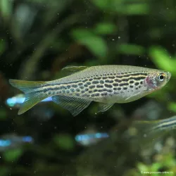 Danio Con Pinne Gialle - Danio Kyathit