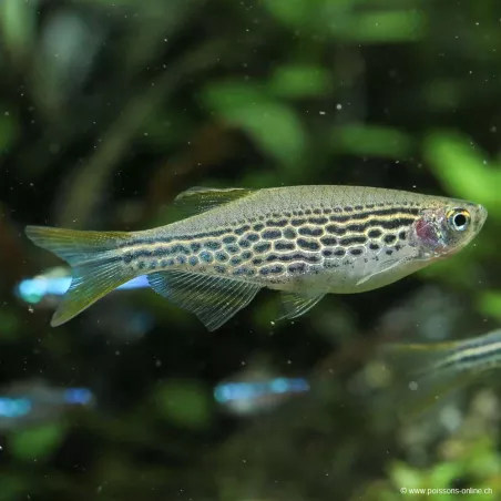 Danio À Nageoires Jaunes - Danio Kyathit