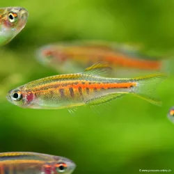 Glühlichtbärbling - Danio Choprae